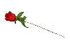 Schießbudenblume rote Rose Länge 45 cm 1 Stück